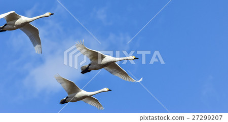 Swinging swans Swinging swans 27299207