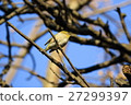 White-eye 27299397