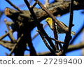 White-eye 27299400