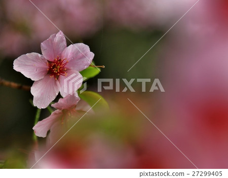 櫻花 櫻花 27299405