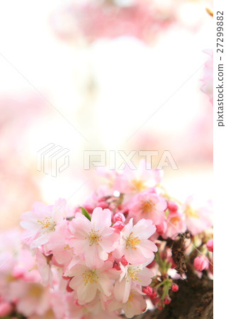 Sakura (thinkakawa cherry tree) Sakura (thinkakawa cherry tree) 27299882