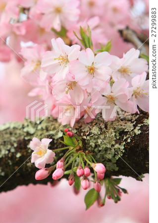 Sakura (thinkakawa cherry tree) Sakura (thinkakawa cherry tree) 27299883