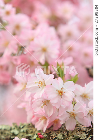 Sakura (thinkakawa cherry tree) Sakura (thinkakawa cherry tree) 27299884