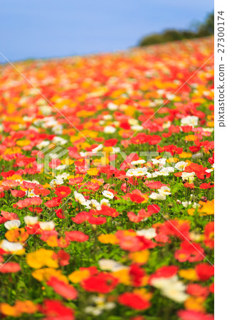 罌粟田 罌粟田 27300174