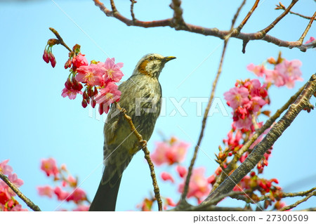 梅花和棕色的眼睛 梅花和棕色的眼睛 27300509