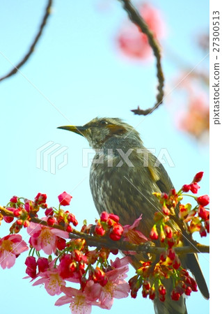 梅花和棕色的眼睛 27300513