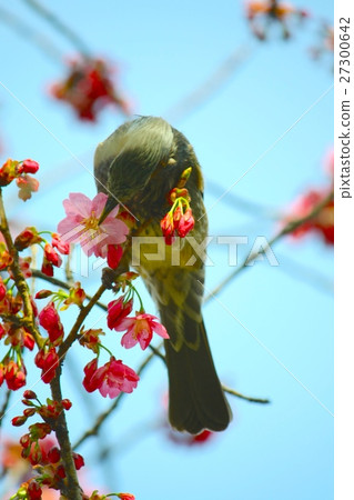 梅花和棕色的眼睛 梅花和棕色的眼睛 27300642