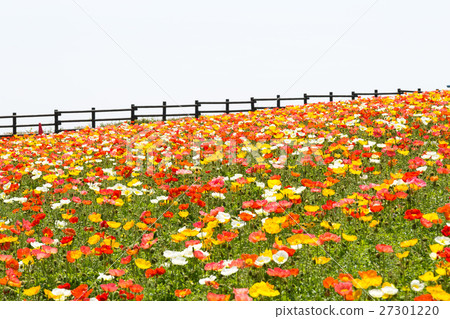Poppy field 27301220