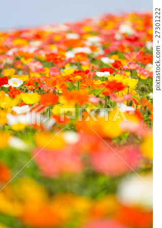 Poppy field 27301222