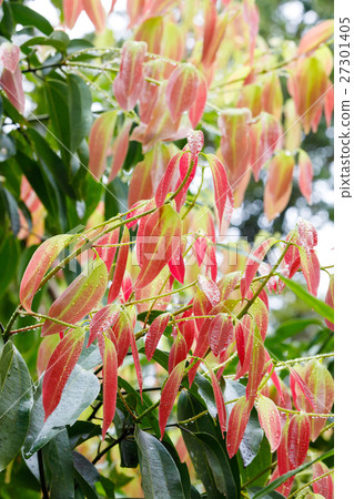 Cinnamon Tree - Cinnamomum zeylanicum 27301405