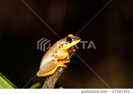 Small yellow tree frog boophis family, madagascar Small yellow tree frog boophis family, madagascar 27301443