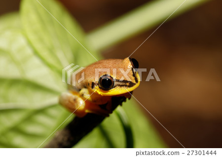 Small yellow tree frog boophis family, madagascar 27301444