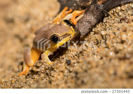 Small yellow tree frog boophis family, madagascar Small yellow tree frog boophis family, madagascar 27301445