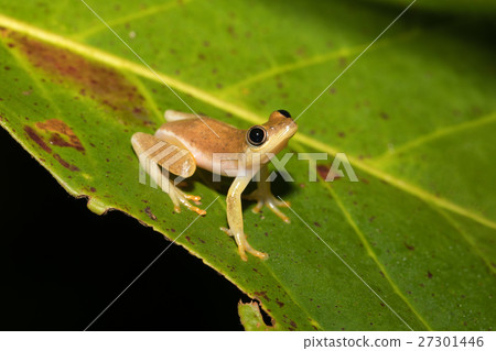 Small yellow tree frog boophis family, madagascar 27301446