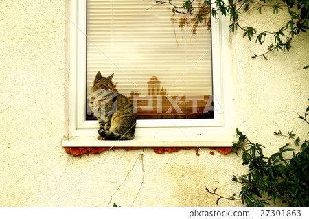 Cat and church Cat and church 27301863