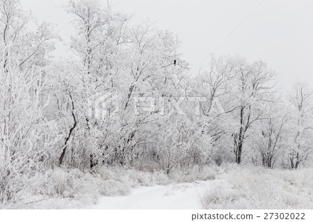 Winter View of trees covered with snow Winter View of trees covered with snow 27302022