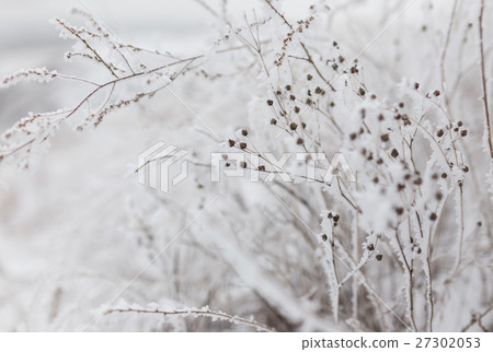 Frozen plants in winter with the hoar-frost Frozen plants in winter with the hoar-frost 27302053