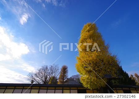 Oki與藍天和黃色染色的銀杏小江戶川越吉田 Oki與藍天和黃色染色的銀杏小江戶川越吉田 27302146