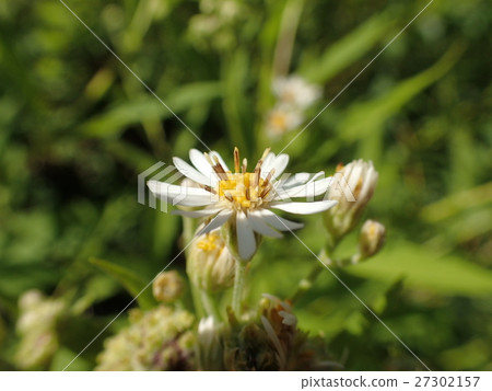 Sawasilogi Sawasilogi 27302157