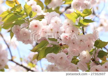 盛開的雙櫻花 27302607