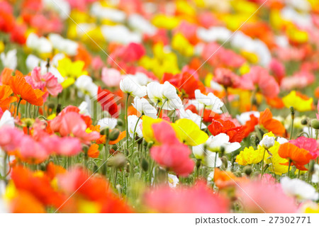 罌粟田 罌粟田 27302771