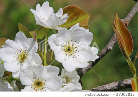 梨花 梨花 27302832