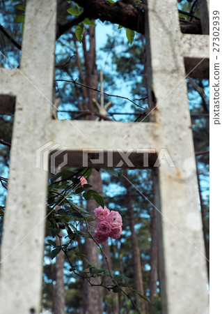 pink rose flower trellis in Da lat city pink rose flower trellis in Da lat city 27302939