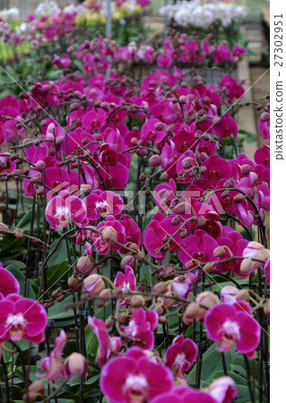 Spring flower for Tet, Dalat orchid garden 27302951
