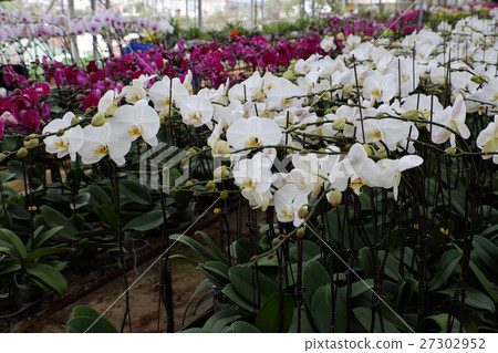 Spring flower for Tet, Dalat orchid garden Spring flower for Tet, Dalat orchid garden 27302952