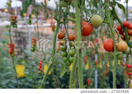 Safe vegetable farm, Da Lat tomato garden Safe vegetable farm, Da Lat tomato garden 27303488