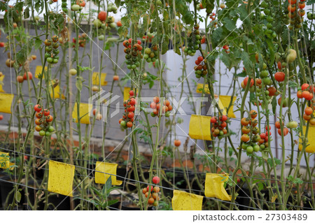 Safe vegetable farm, Da Lat tomato garden 27303489