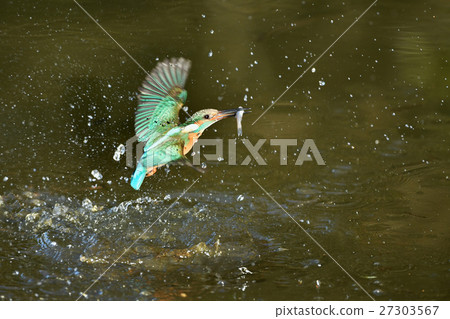 Kingfisher's predation 27303567
