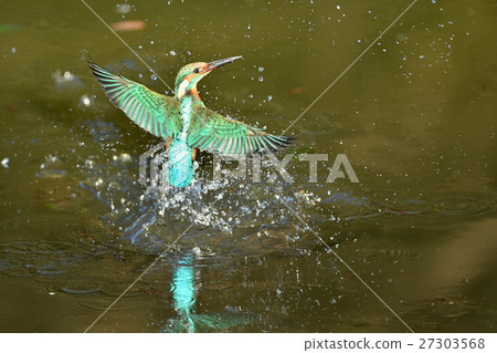 在翠鳥沐浴 27303568