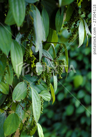 peppercorn at Vietnam pepper field peppercorn at Vietnam pepper field 27304118