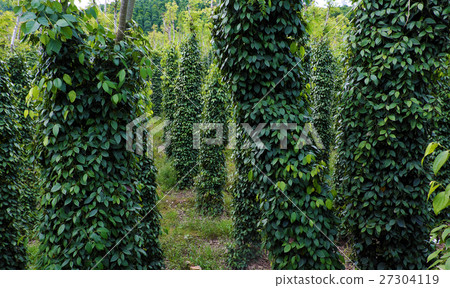 peppercorn at Vietnam pepper field 27304119