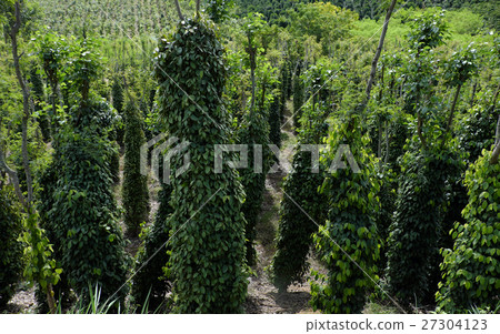 peppercorn at Vietnam pepper field 27304123