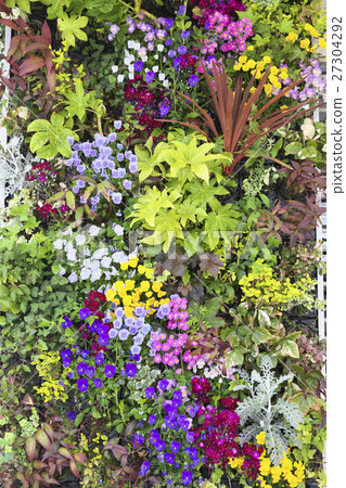 Plants planted on the wall of the building Plants planted on the wall of the building 27304292