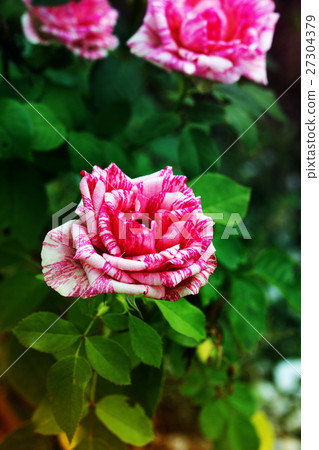 Macro of amazing bicolor pink-white rose blooming. Macro of amazing bicolor pink-white rose blooming. 27304379