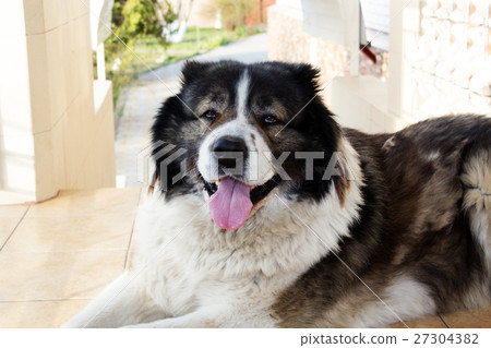 Adult Caucasian Shepherd dog.  27304382
