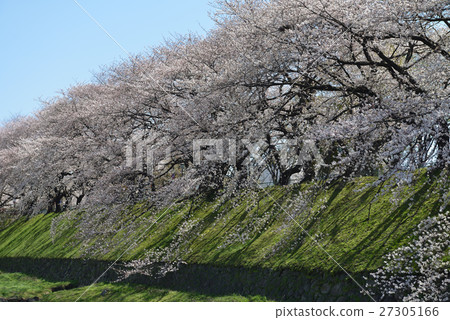 Spring Nagoya Castle 27305166
