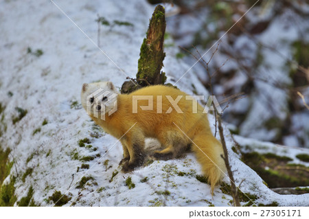 Marten 27305171