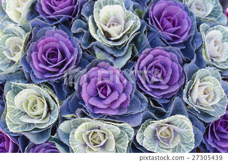 Leaf peony leaf button Habotan 27305439