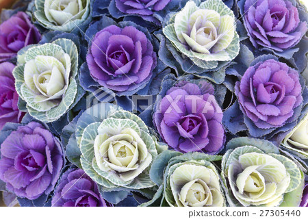 Leaf peony leaf button Habotan 27305440