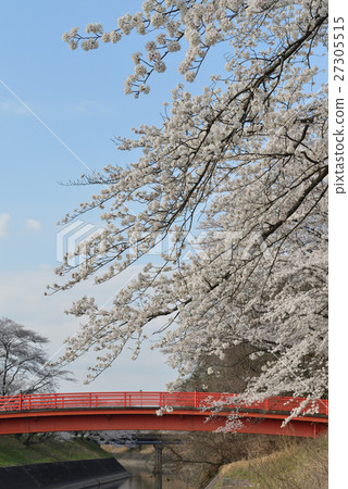 Shinborakawa和Erikuro櫻花 27305515