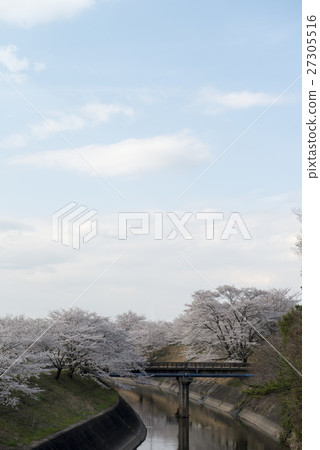 Shinborakawa和Erikuro櫻花 27305516