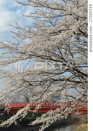 Shinborakawa和Erikuro櫻花 27305519