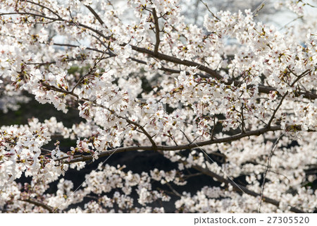 Shinborakawa和Erikuro櫻花 27305520