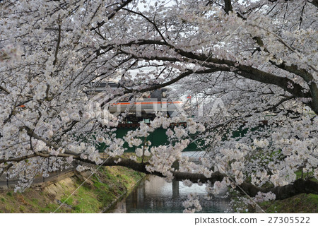 Shinborakawa和Erikuro櫻花 27305522
