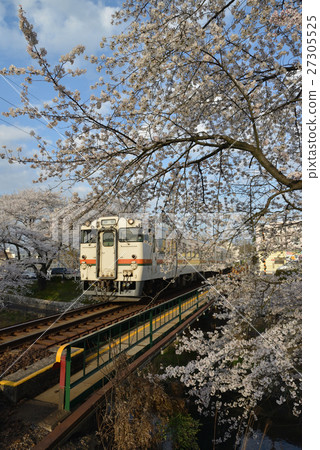 Shinborakawa和Erikuro櫻花 27305525