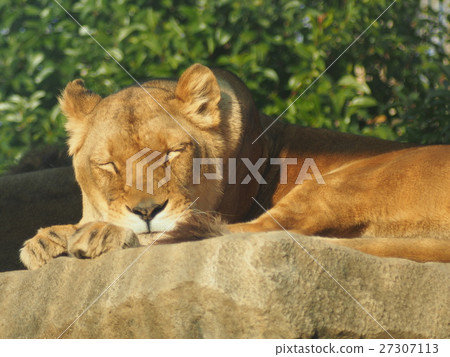 Lion's nap Lion's nap 27307113